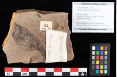 Foto (Objekt + Etikett) von Xylomites lignitum Ettingshausen (NHMW-GEO-2024-0188-0052)
